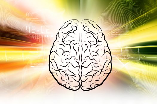 Human brain structure