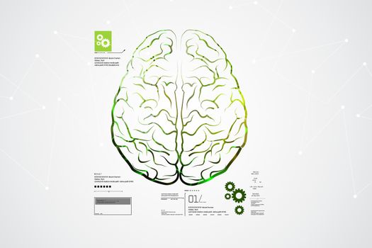 Human brain structure