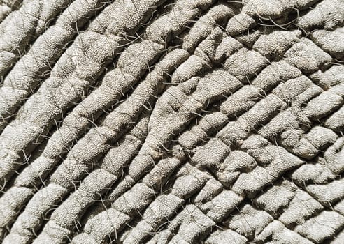 Close-up of elephant skin for texture or background