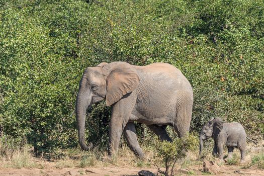 An African Elephant cow and calf walking next to thick vegetation at Sable Dam
