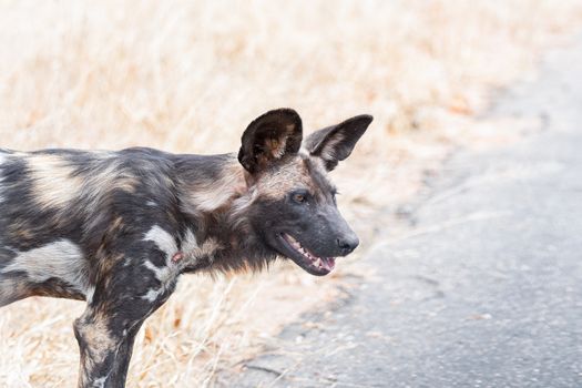 Close-up of a wild dog, Lycaon Pictus, also called painted dog