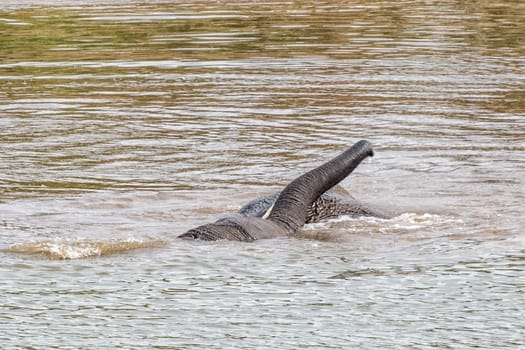 Two african elephants, Loxodonta africana, playing in the Pioneer Dam at Mopani