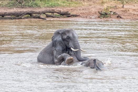Two african elephants, Loxodonta africana, playing in the Pioneer Dam at Mopani