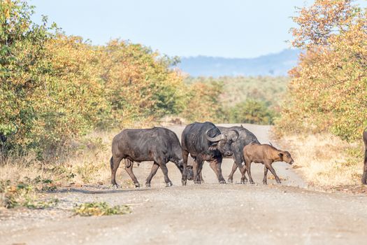 Cape buffalo cows and calf, Syncerus caffer, crossing a gravel road