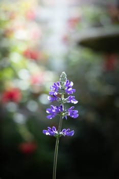 The background image of the colorful flowers, background nature