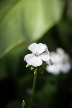 The background image of the colorful flowers, background nature