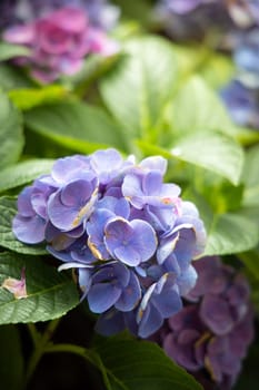 The background image of the colorful flowers, background nature