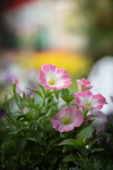 The background image of the colorful flowers, background nature