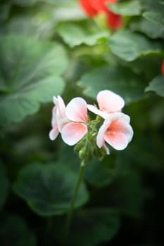 The background image of the colorful flowers, background nature