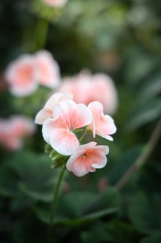 The background image of the colorful flowers, background nature