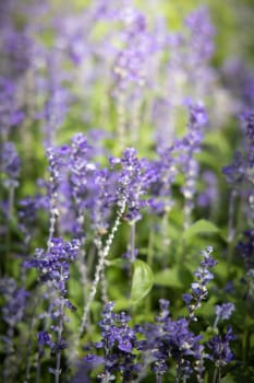 The background image of the colorful flowers, background nature