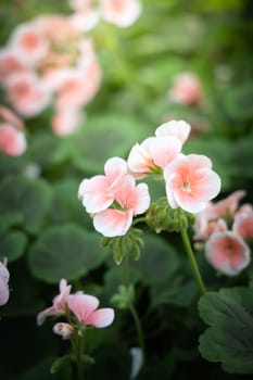 The background image of the colorful flowers, background nature