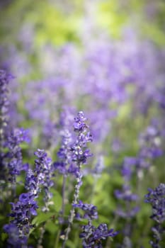 The background image of the colorful flowers, background nature