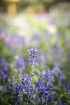 The background image of the colorful flowers, background nature