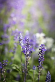 The background image of the colorful flowers, background nature