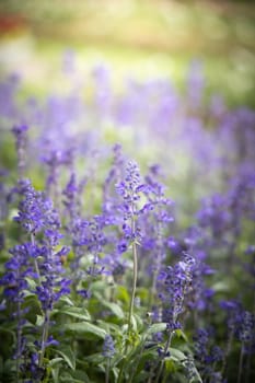 The background image of the colorful flowers, background nature