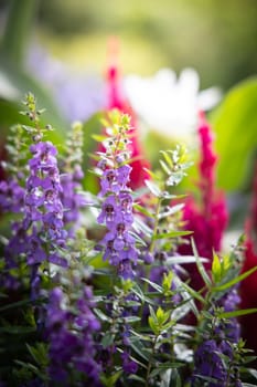 The background image of the colorful flowers, background nature