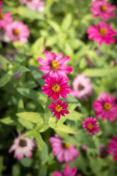 The background image of the colorful flowers, background nature