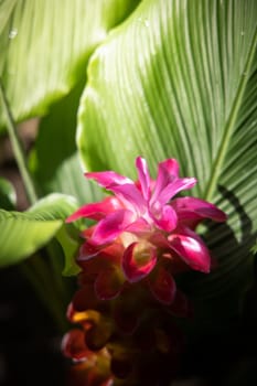 The background image of the colorful flowers, background nature