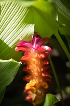 The background image of the colorful flowers, background nature