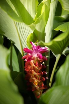 The background image of the colorful flowers, background nature