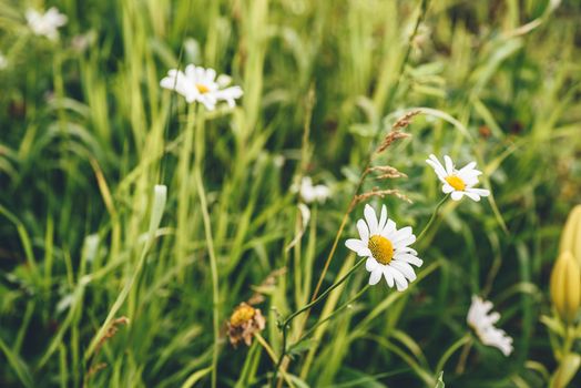 Daisy Flowers on Lawn at Sunny Day. Blurred Background.