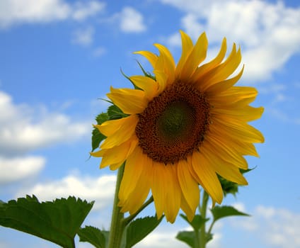 Ripened sunflower flower on a stalk against a blue sky.