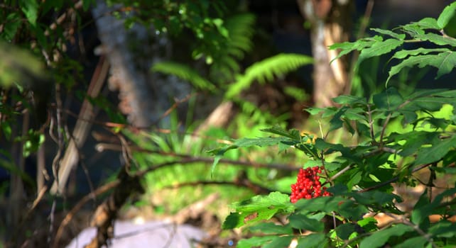 A bunch of ripe and red rowan berries on a branch on a blurred background of a mountain river.