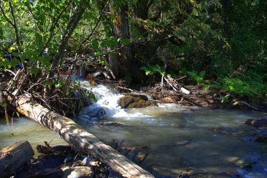 The rapid stream of the mountain river goes around the littered trees. Altai, Siberia, Russia.