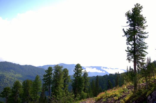 Lonely pine on a hillside overgrown with coniferous forest overlooking the mountains. Altai, Siberia, Russia.