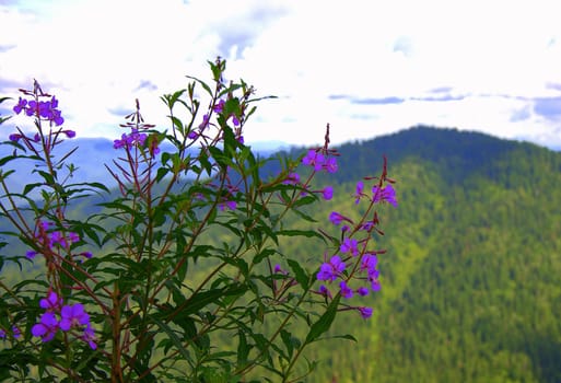 Bush with blossoming violet flowers on a blurred background of mountains.