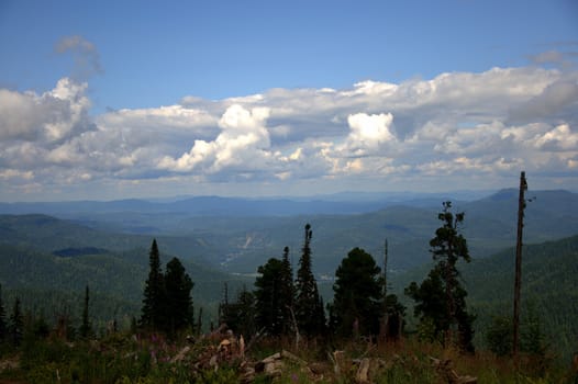 Panoramic view of the picturesque valley in the mountains through several lonely pine trees on the slope. Altai, Siberia, Russia.