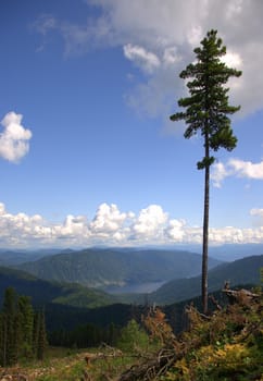 Lonely pine on a hillside overgrown with coniferous forest overlooking the mountains. Altai, Siberia, Russia.