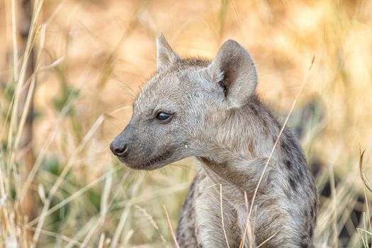 Close-up of a Spotted Hyena cub, Crocuta crocuta, looking sideways