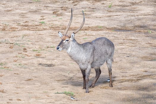 A sideways view of a waterbuck bull, Kobus ellipsiprymnus