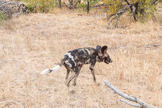 A male wild dog, Lycaon Pictus, also called painted dog, walking in grass