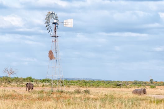 Two African elephants, Loxodonta africana, next to a water-pumping windmill