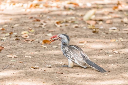 A Southern Red-billed Hornbill, Tockus erythrorhynchus, eating bread