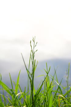 Young green grass near a lake or river, greenery, nature