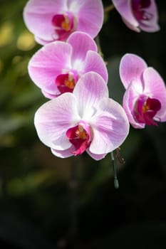 The background image of the colorful flowers, background nature