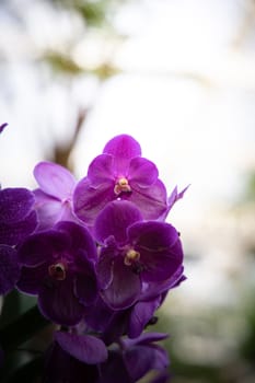 The background image of the colorful flowers, background nature