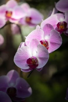 The background image of the colorful flowers, background nature