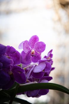 The background image of the colorful flowers, background nature