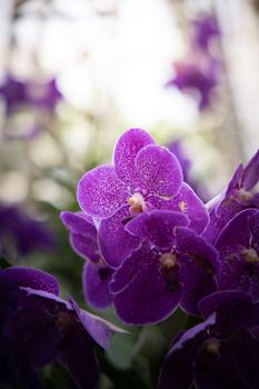 The background image of the colorful flowers, background nature