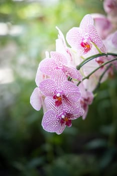 The background image of the colorful flowers, background nature