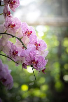 The background image of the colorful flowers, background nature