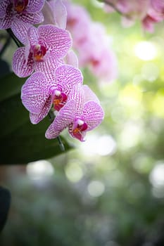 The background image of the colorful flowers, background nature