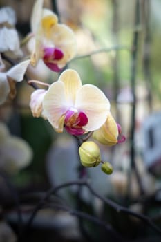 The background image of the colorful flowers, background nature