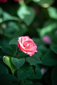 The background image of the colorful flowers, background nature