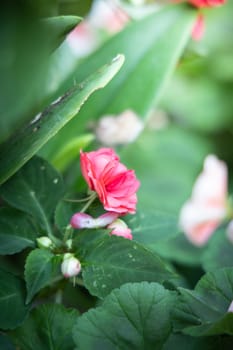 The background image of the colorful flowers, background nature